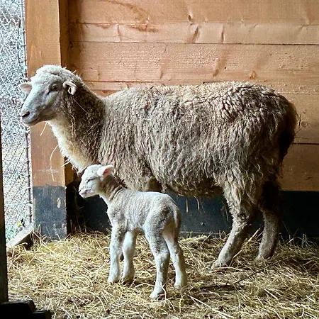 Barik Chill House Boutique Vendeghaz דירה *